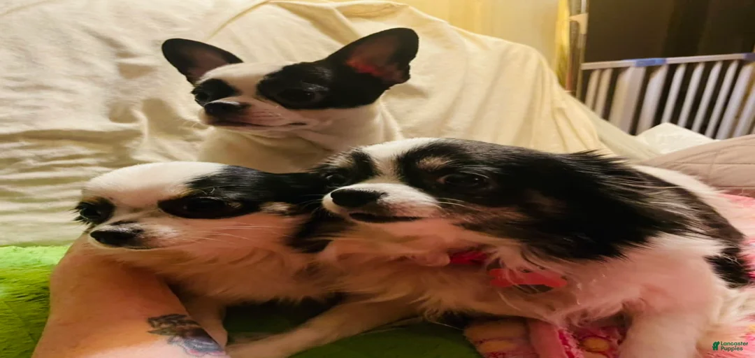 Gallery Image {{count}}