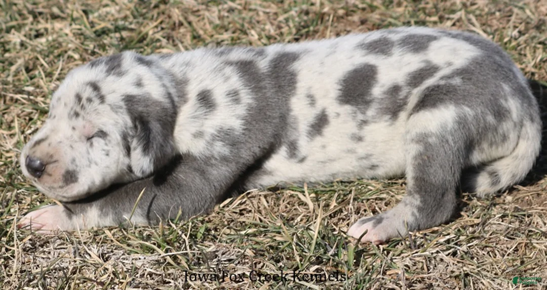 Great Dane dogs for sale: Sophie - Ad 2