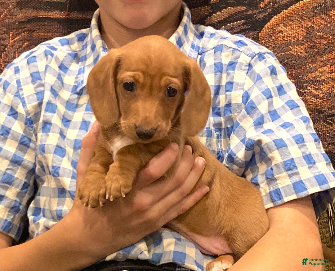 Dachshund dogs for sale: Sasha - Genetic Tested Parents - Ad 19