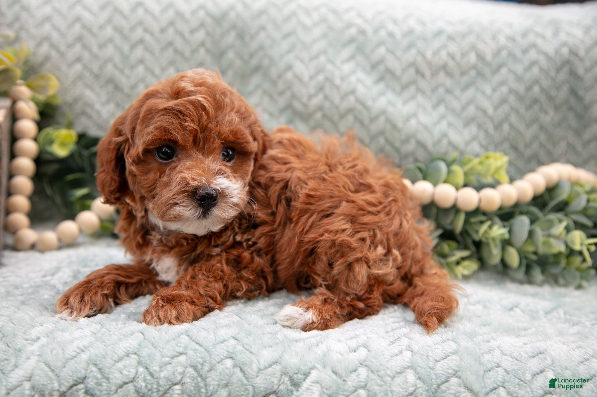 Mini Goldendoodle dogs Lacy - Ad 23