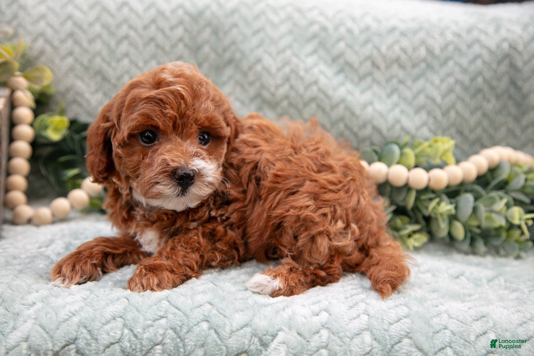 Mini Goldendoodle dogs for sale: Lacy - Ad 1