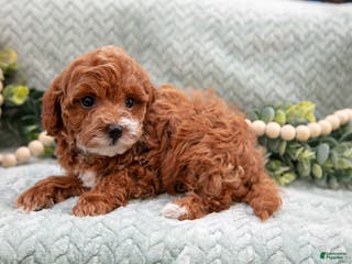 Mini Goldendoodle dogs Lacy - Ad 33