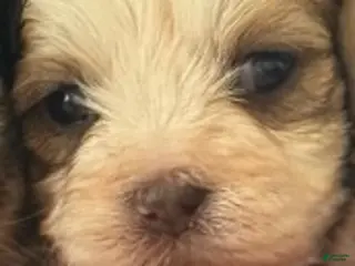 Shorkie dogs Girl 2 - Ad 38