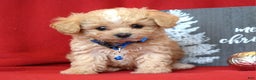 Maltipoo dogs for sale: Jax - Ad 5