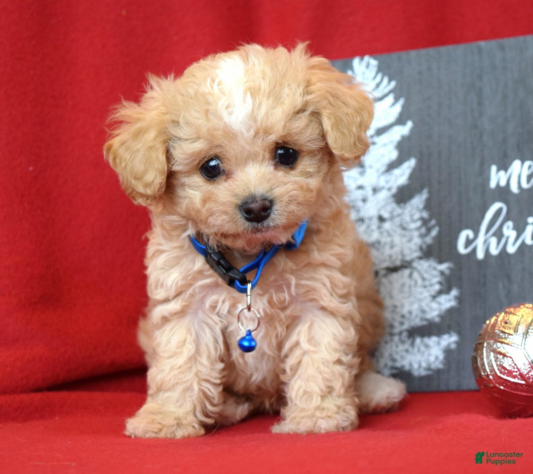 Maltipoo dogs for sale: Jax - Ad 5