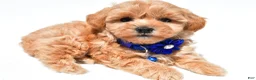 Maltipoo dogs for sale: Kelly f1b - Ad 7