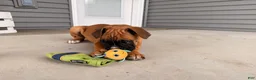 Boxer dogs for sale: Brooke - Ad 4