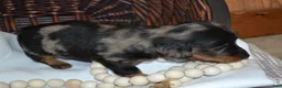 Dachshund dogs for sale: Smokey - Ad 4