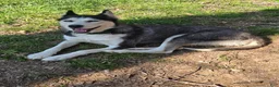Siberian Husky dogs for sale: Siberian Husky Puppy 1 - Ad 4
