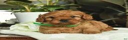 Cavapoo dogs for sale: Michelle  - Ad 4