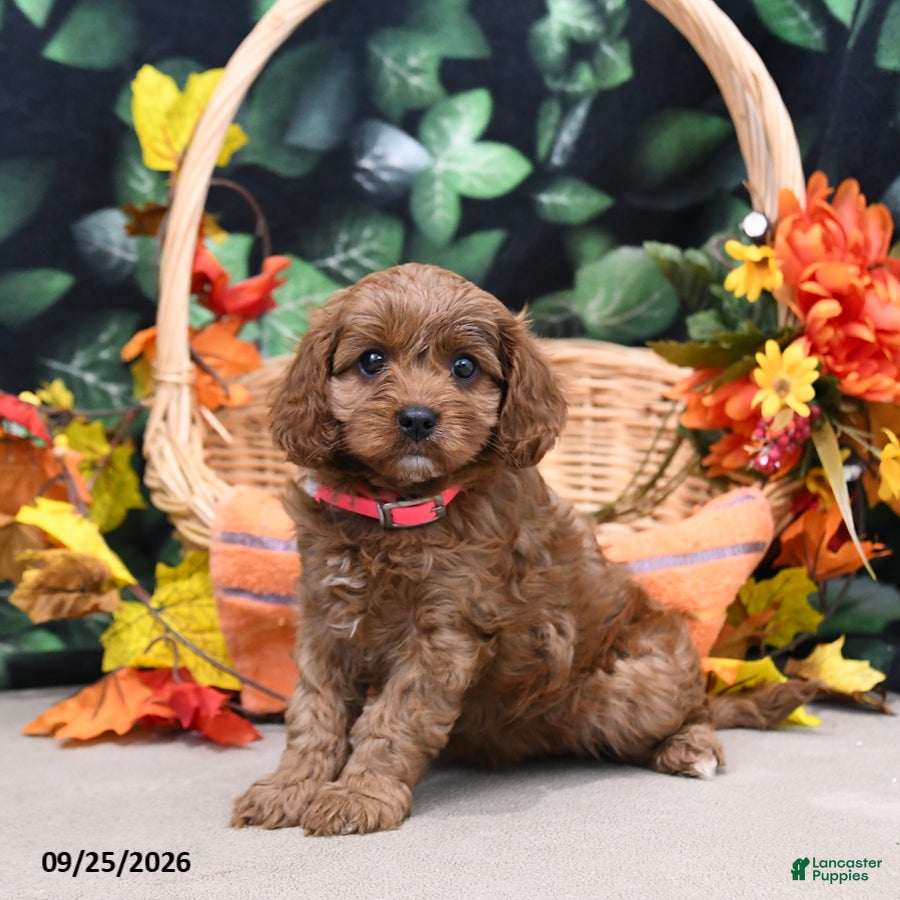 Cavapoo dogs Buffy - Ad 2