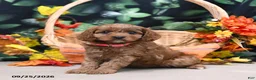 Cavapoo dogs for sale: Buffy - Ad 2