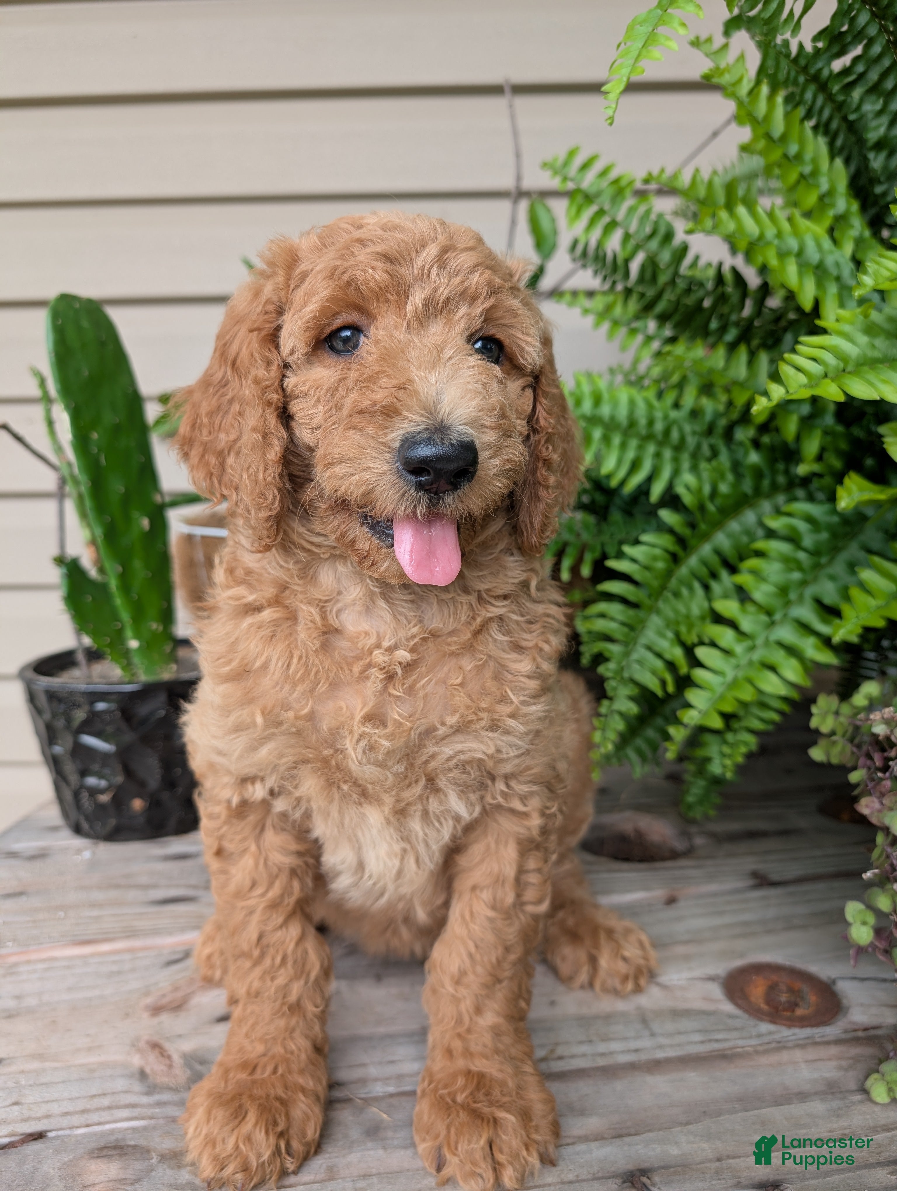 Goldendoodle dogs Pokie - Ad 1