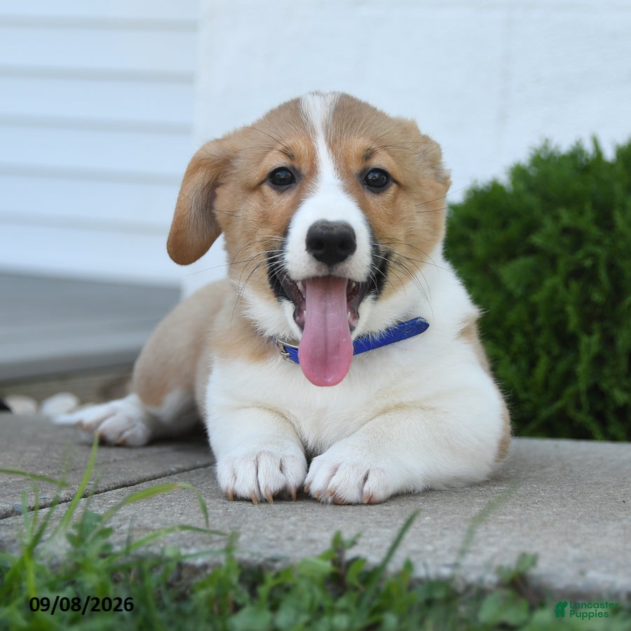 Welsh Corgi Pembroke dogs Banner - Ad 2