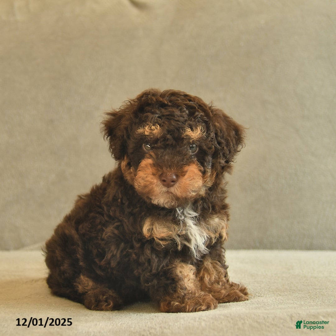 Miniature Poodle dogs for sale: Willie - Ad 2