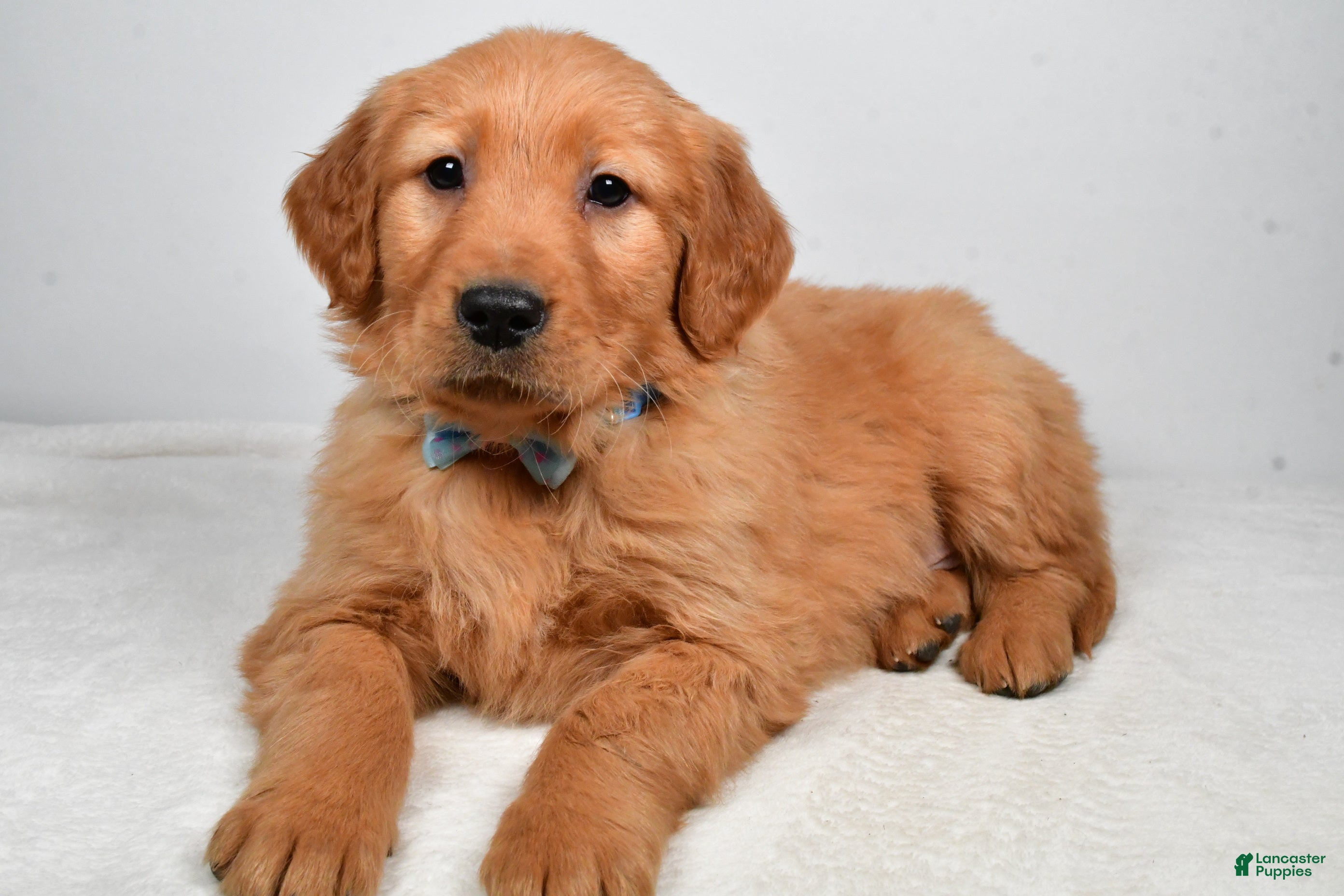 Golden Retriever dogs King - Ad 31