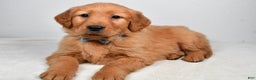 Golden Retriever dogs for sale: King - Ad 1