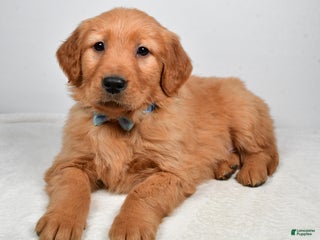 Golden Retriever dogs King - Ad 31
