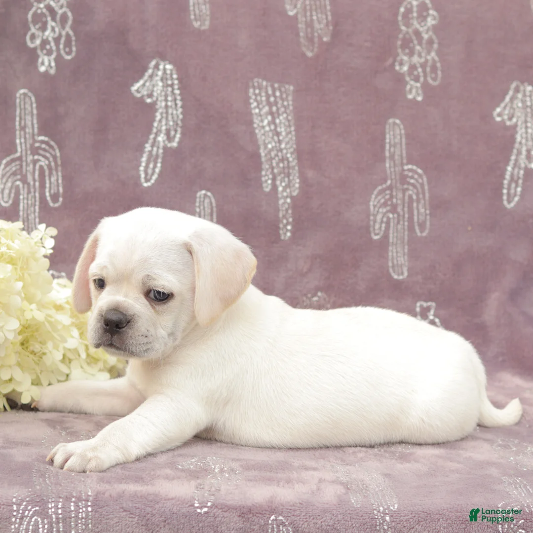 Puggle dogs for sale: Rover - Ad 4