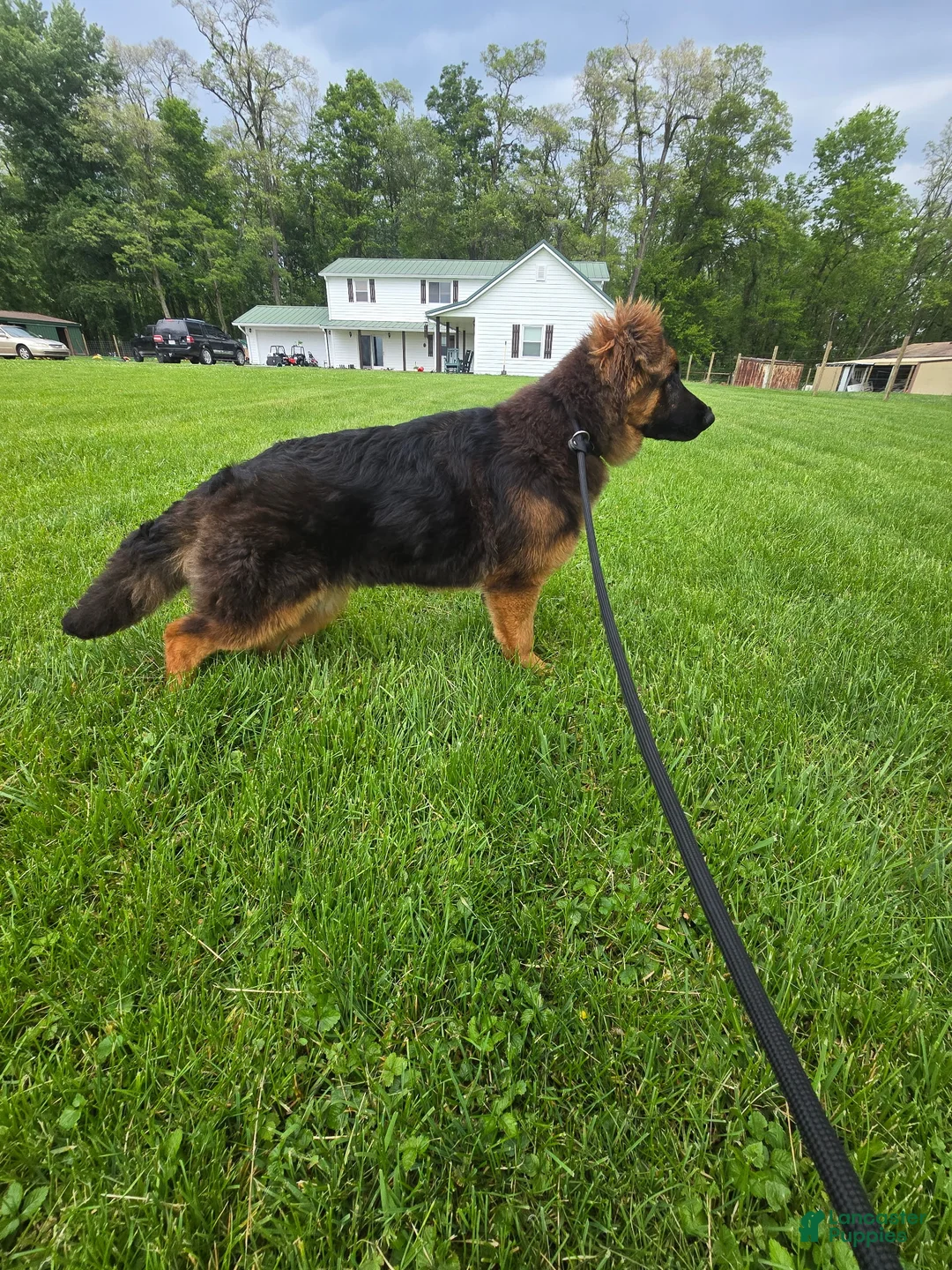 German Shepherd dogs for sale: German Shepherd Puppy 1 - Ad 1