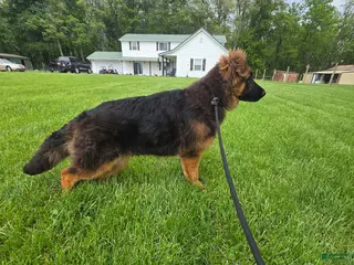 German Shepherd dogs German Shepherd Puppy 1 - Ad 27