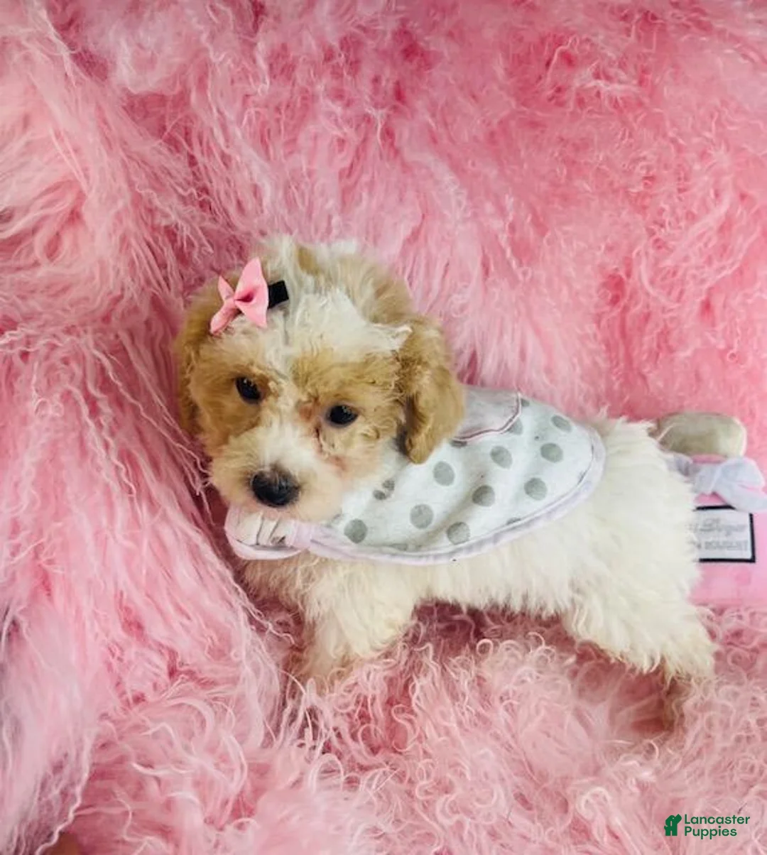 Toy Poodle dogs for sale: Toy Poodle Puppy 1 - Ad 1