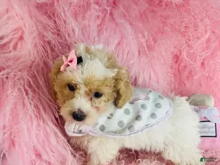 Toy Poodle dogs Toy Poodle Puppy 1 - Ad 1