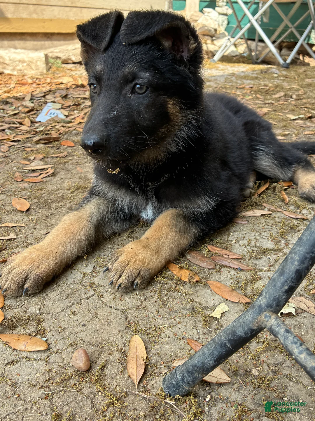 German Shepherd dogs for sale:  Puppy 1 - Ad 1