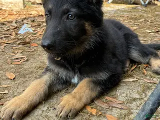 German Shepherd dogs Puppy 1 - Ad 38
