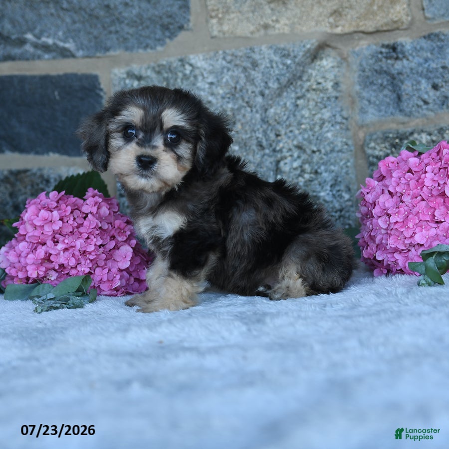 Cavachon dogs Franky - Ad 2