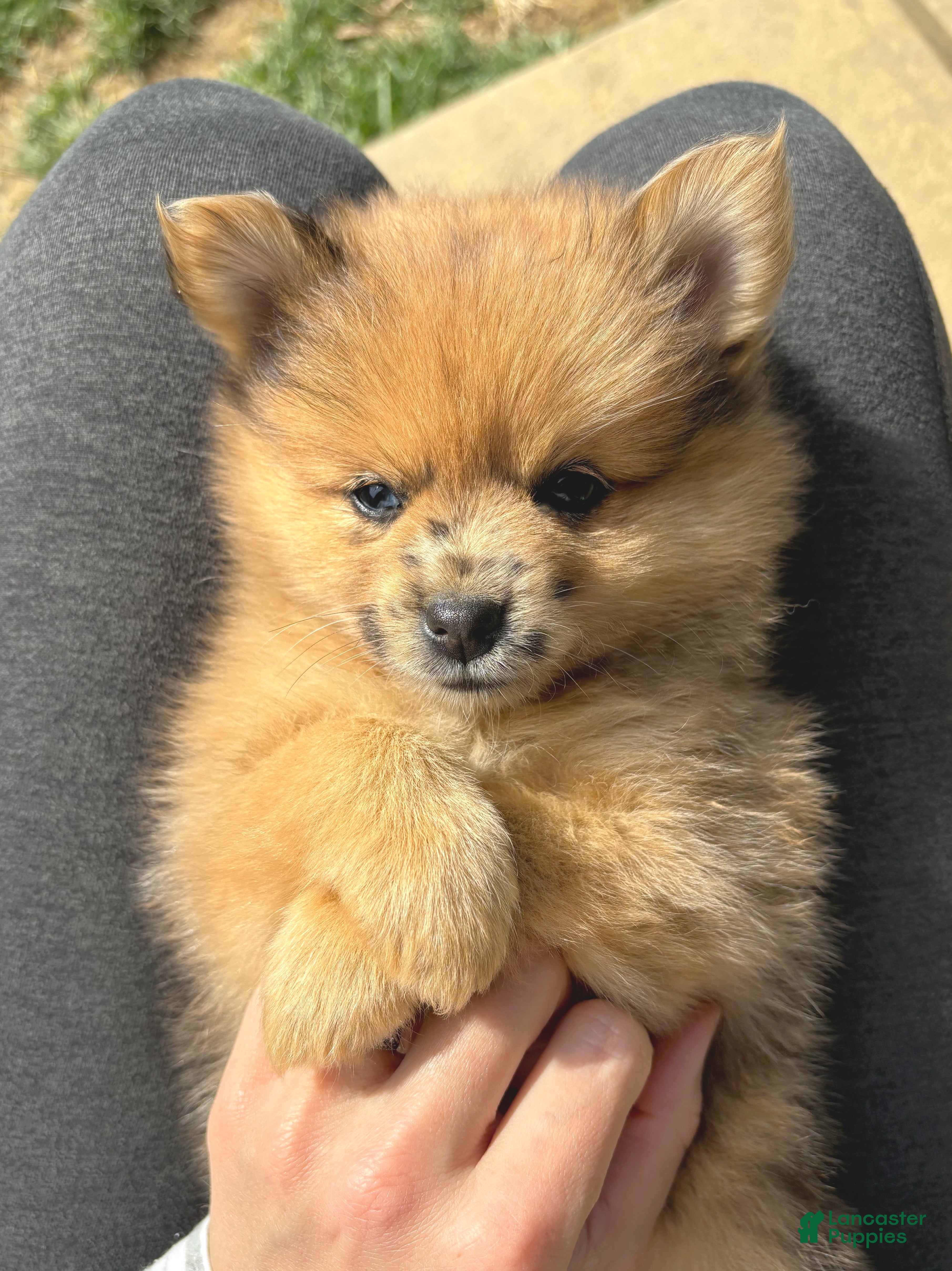 Mixed Breed dogs Mario - Ad 2