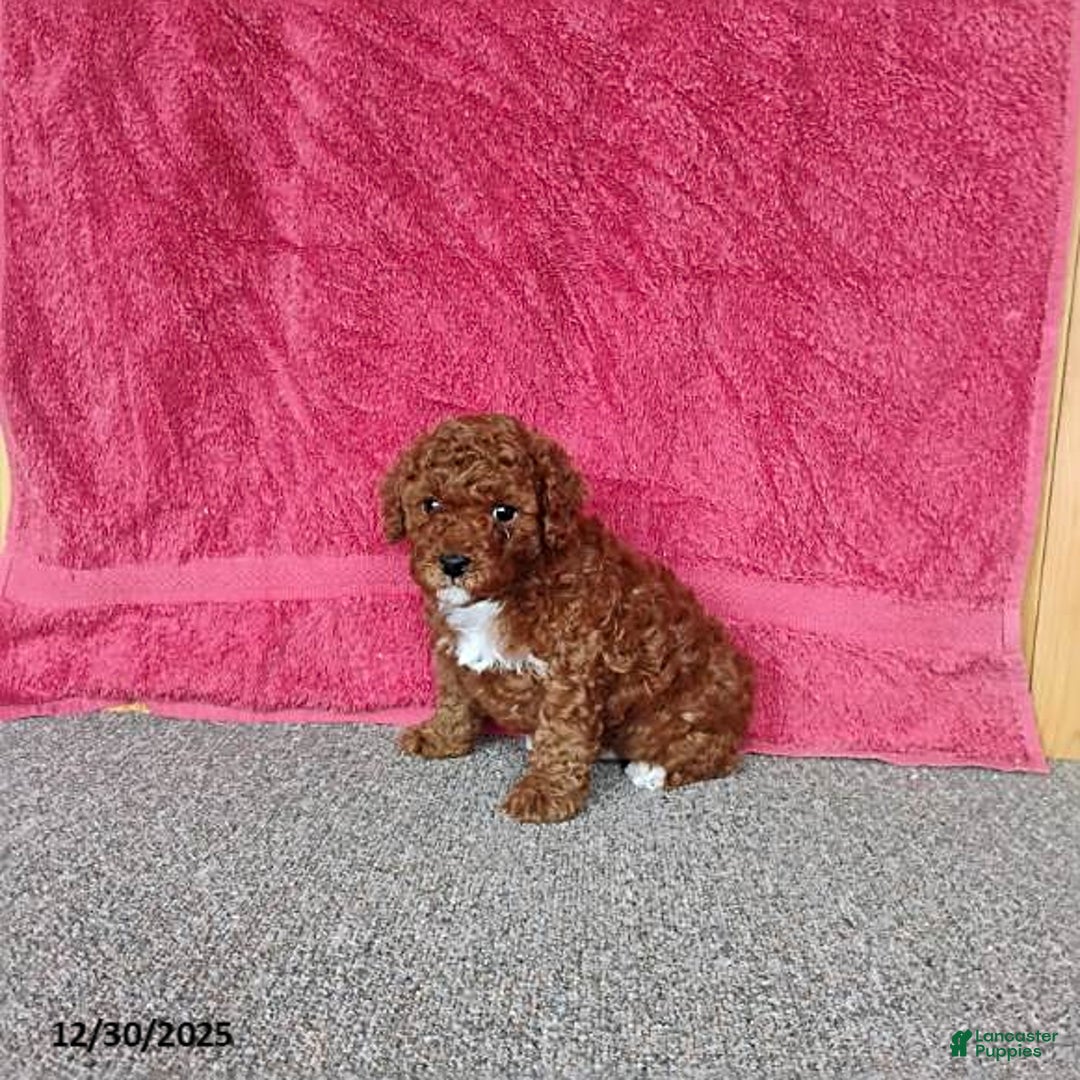 Toy Poodle dogs for sale: Charlie - Ad 7