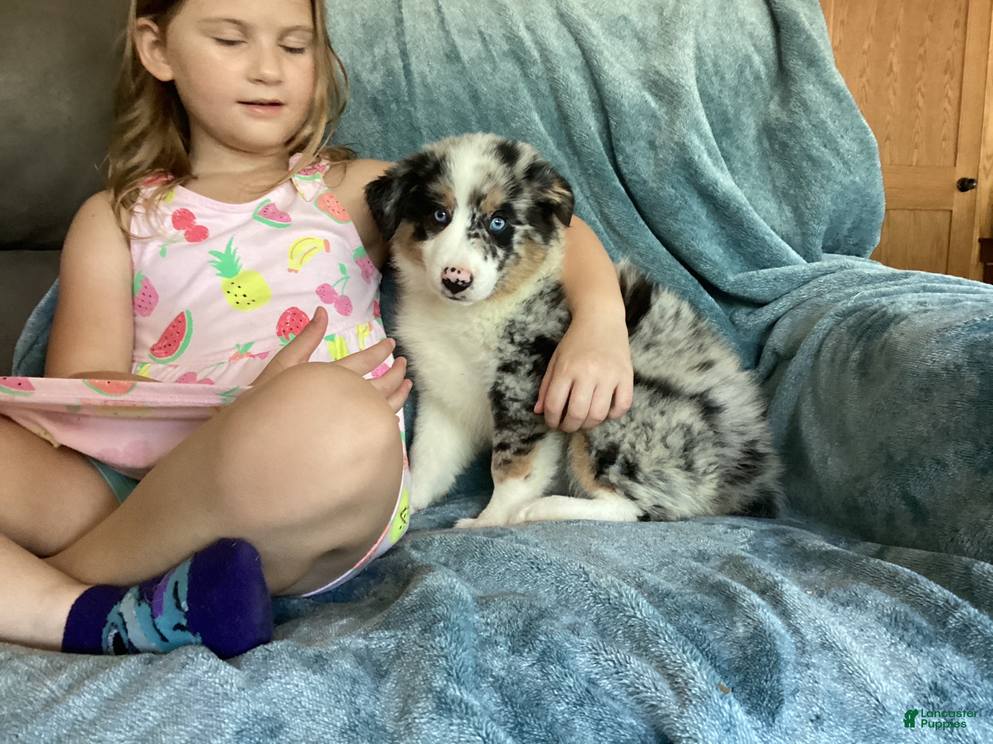 Australian Shepherd dogs Tess - Ad 2