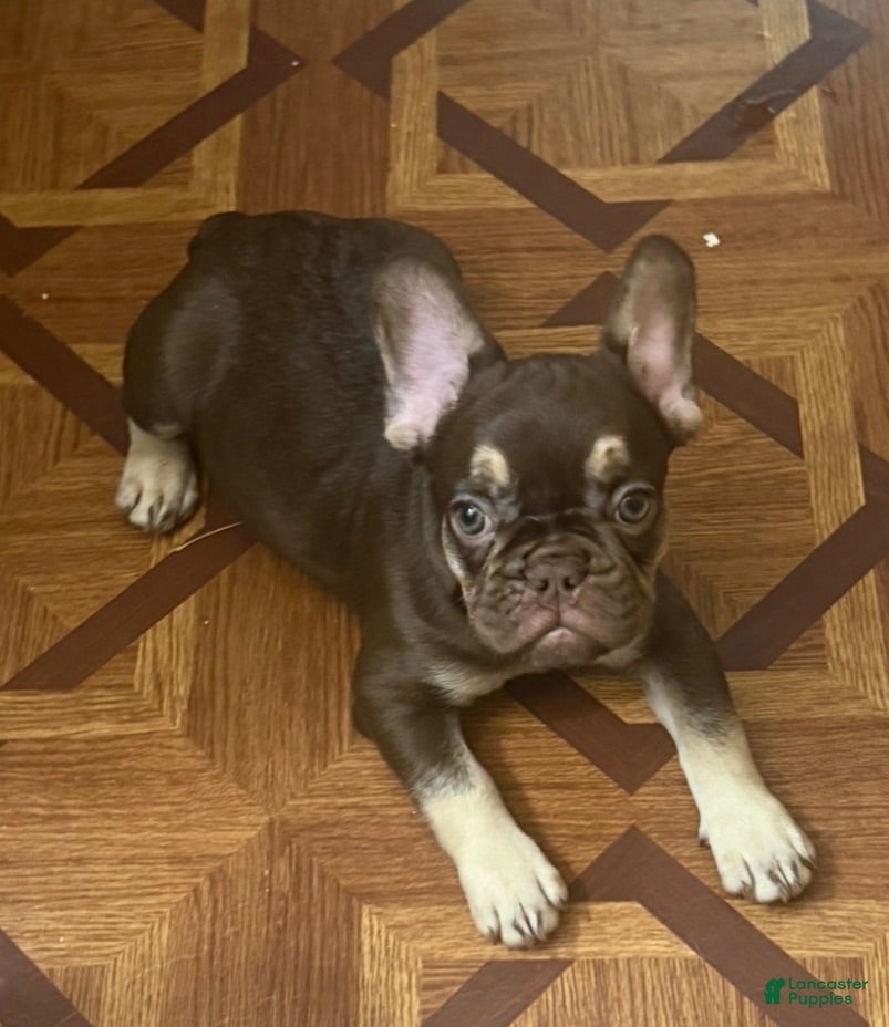 French Bulldog dogs French Bulldog 1 - Ad 1