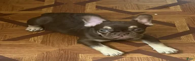 French Bulldog 1