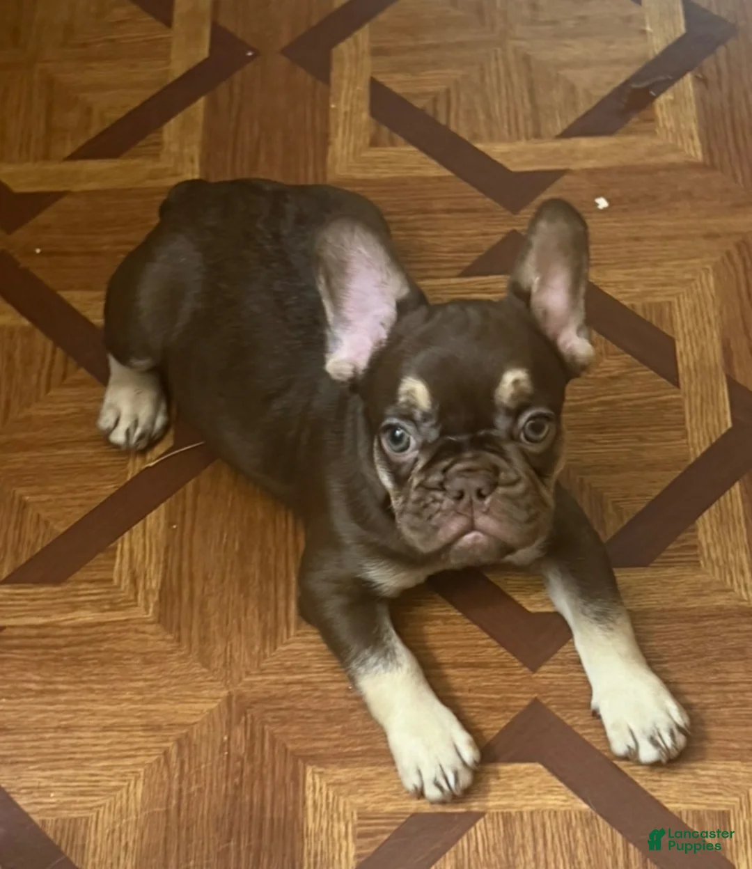 French Bulldog dogs for sale: French Bulldog 1 - Ad 1