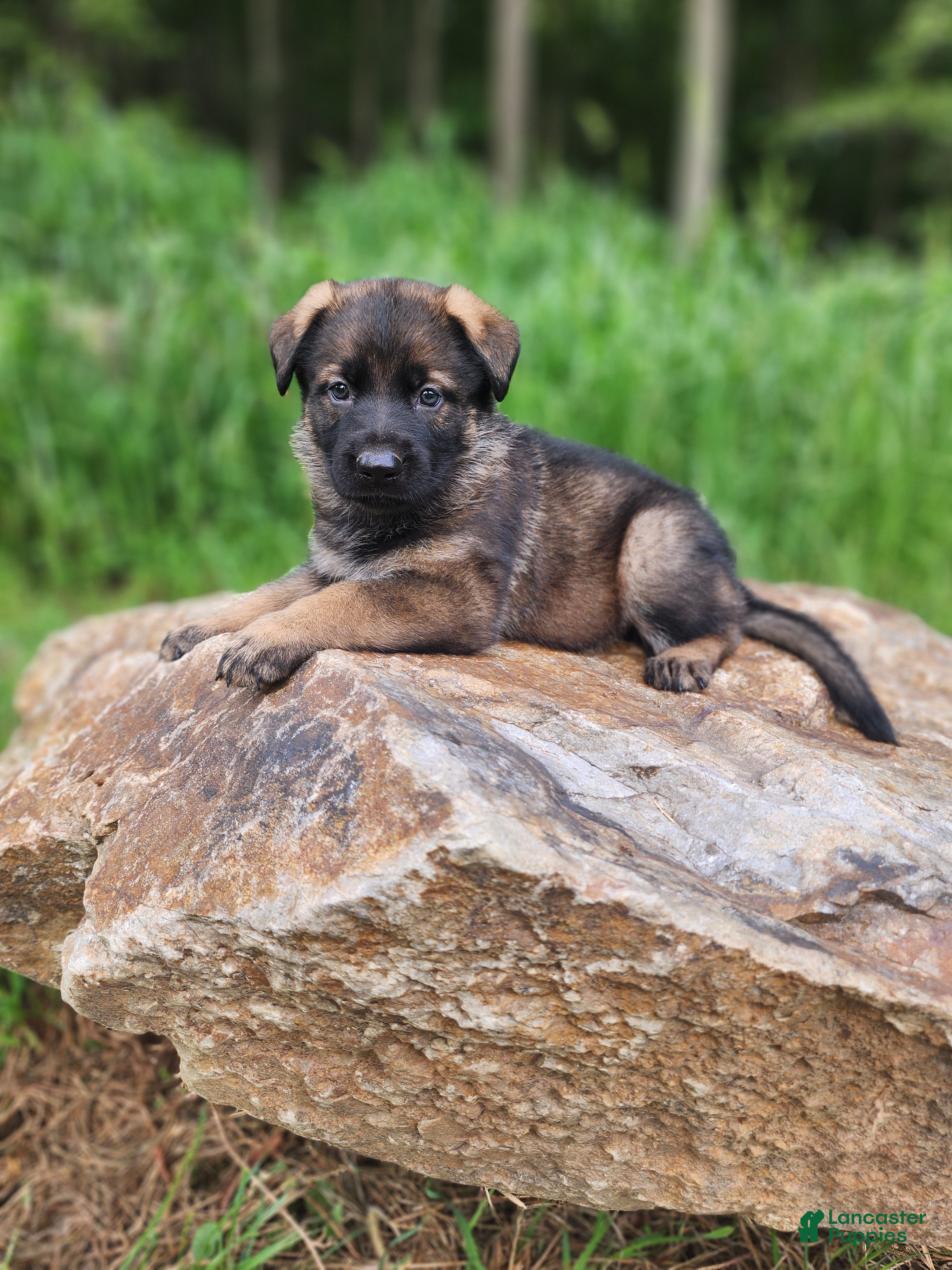 German Shepherd dogs Taska - Ad 1
