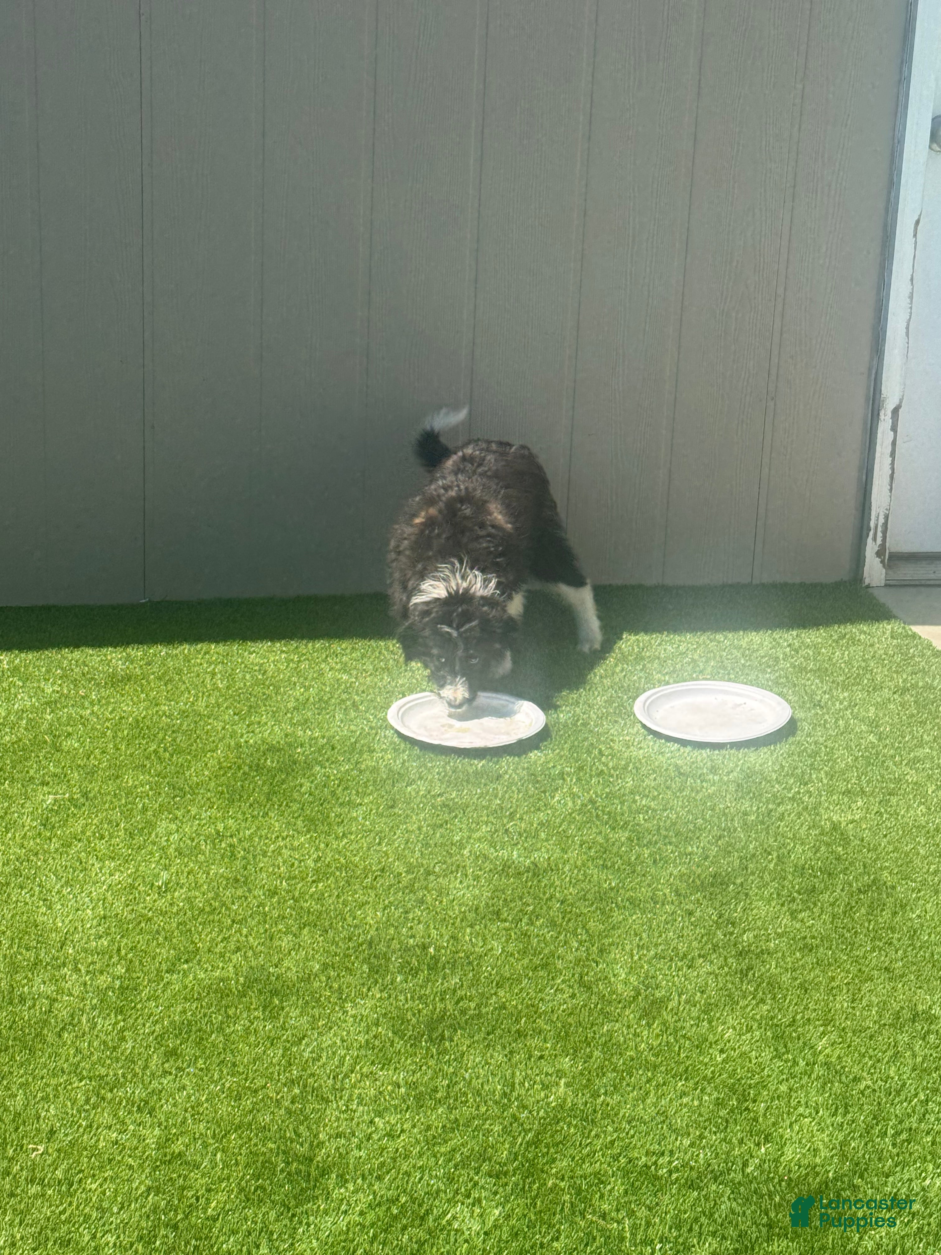 Bordoodle dogs Bordoodle Puppy 1 - Ad 1