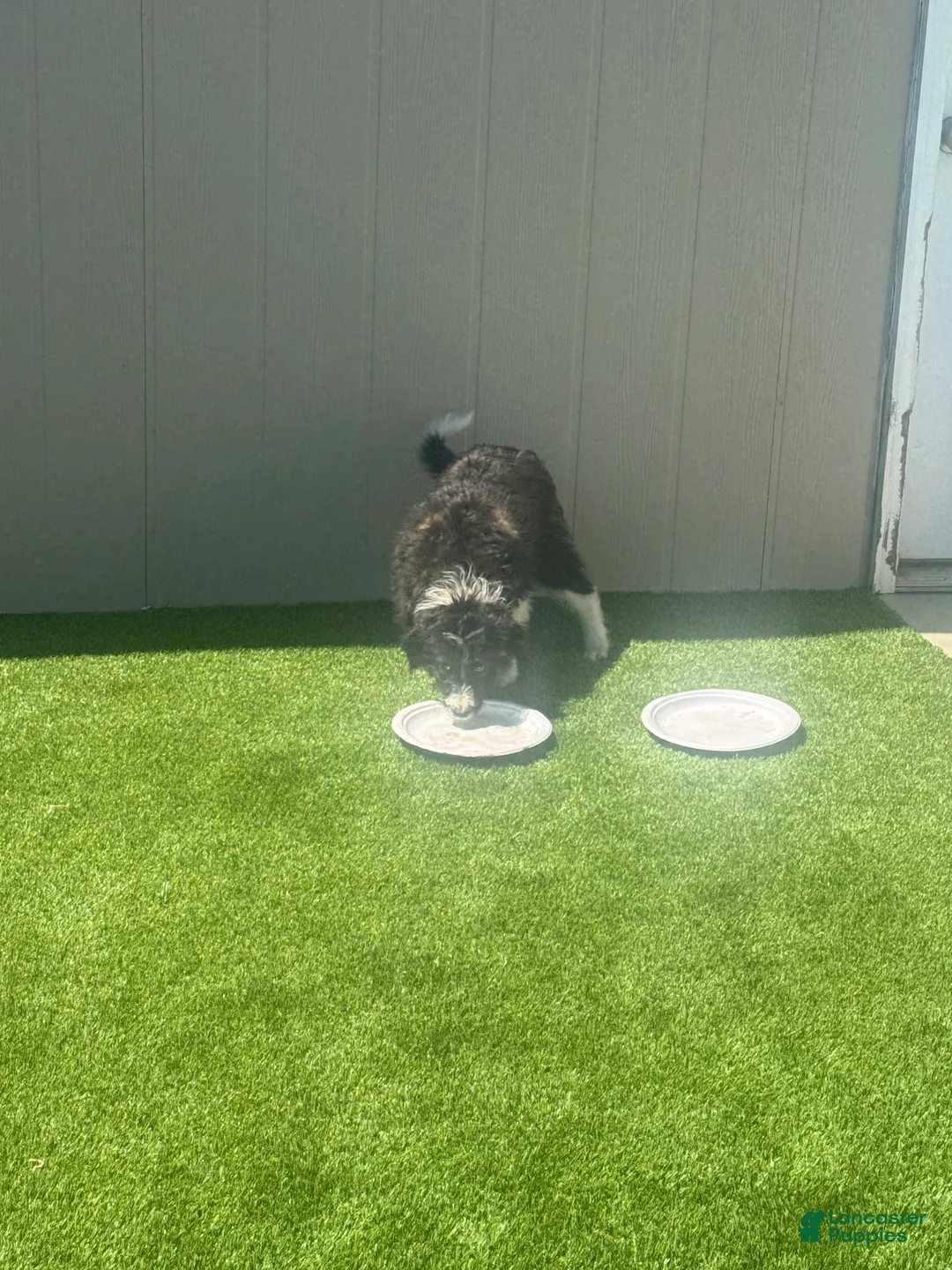 Bordoodle dogs for sale: Bordoodle Puppy 1 - Ad 1