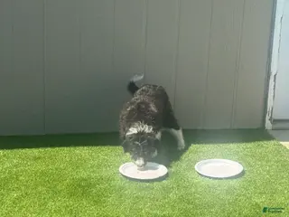 Bordoodle dogs Bordoodle Puppy 1 - Ad 1