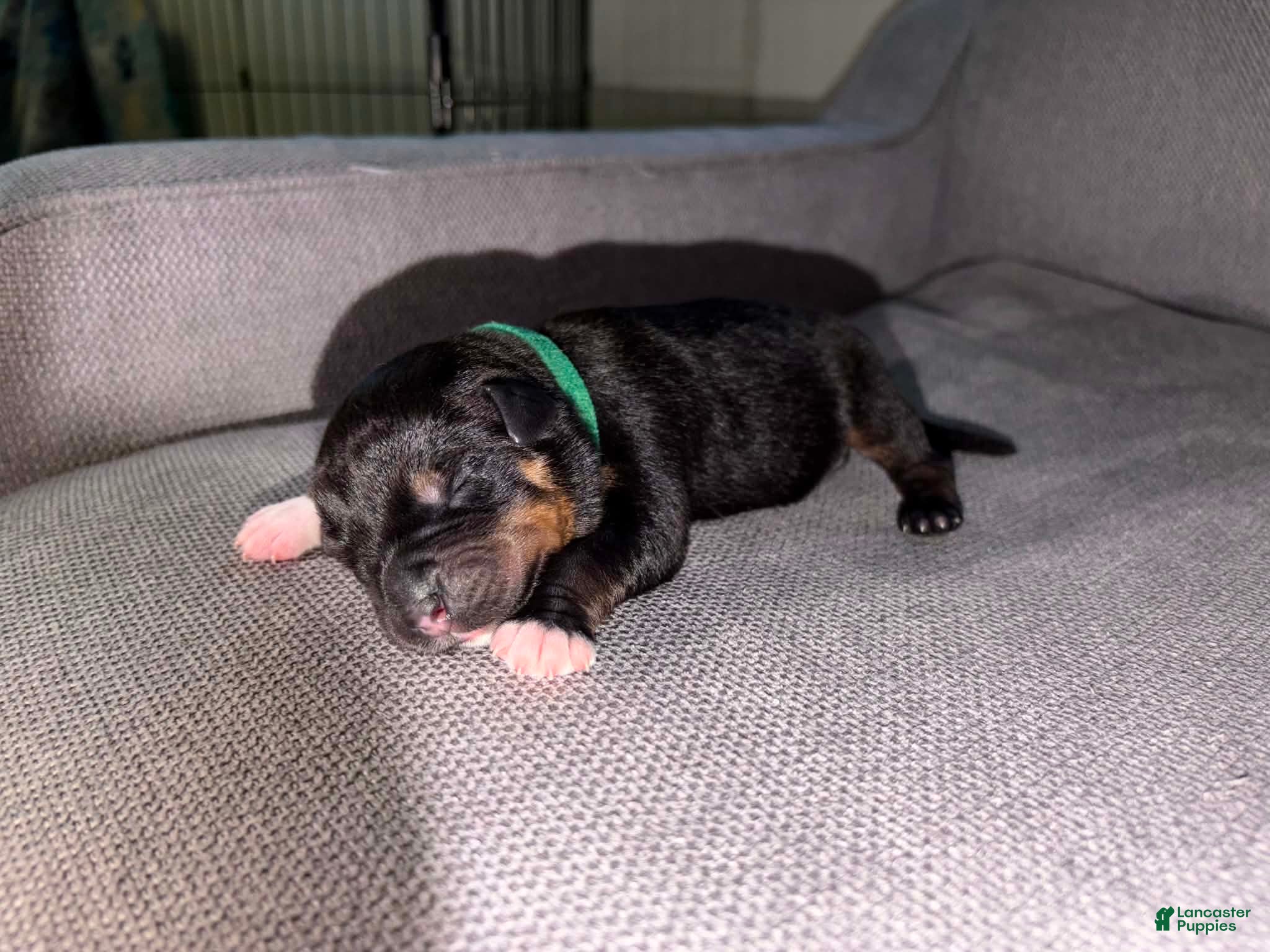 Mixed Breed dogs Mixed Breed Puppy 4 - Ad 5