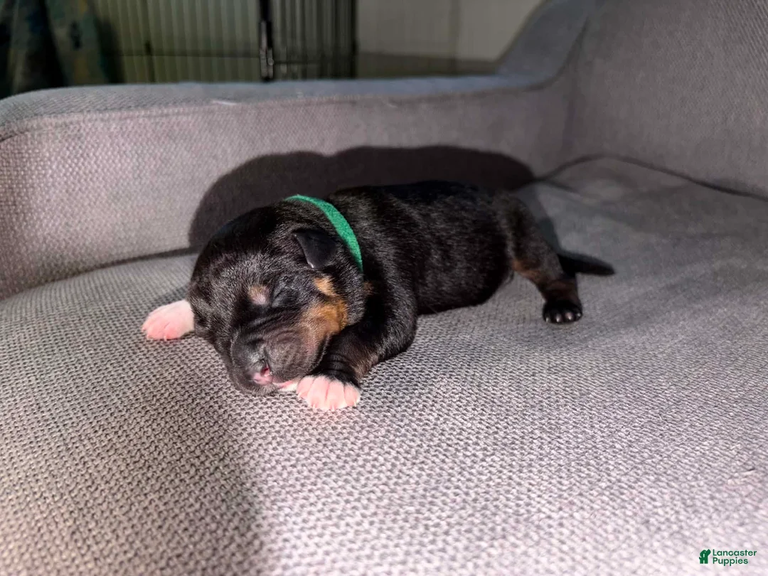 Mixed Breed dogs for sale: Mixed Breed Puppy 4 - Ad 1