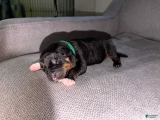 Mixed Breed dogs Mixed Breed Puppy 4 - Ad 5