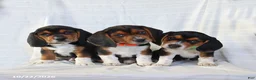 Beagle dogs for sale: Ace - Ad 2