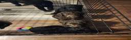 Labradoodle dogs for sale: Labradoodle chocolate black collar - Ad 14