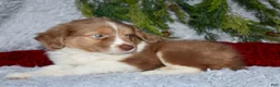 Miniature Australian Shepherd dogs for sale: Jesse - Ad 6
