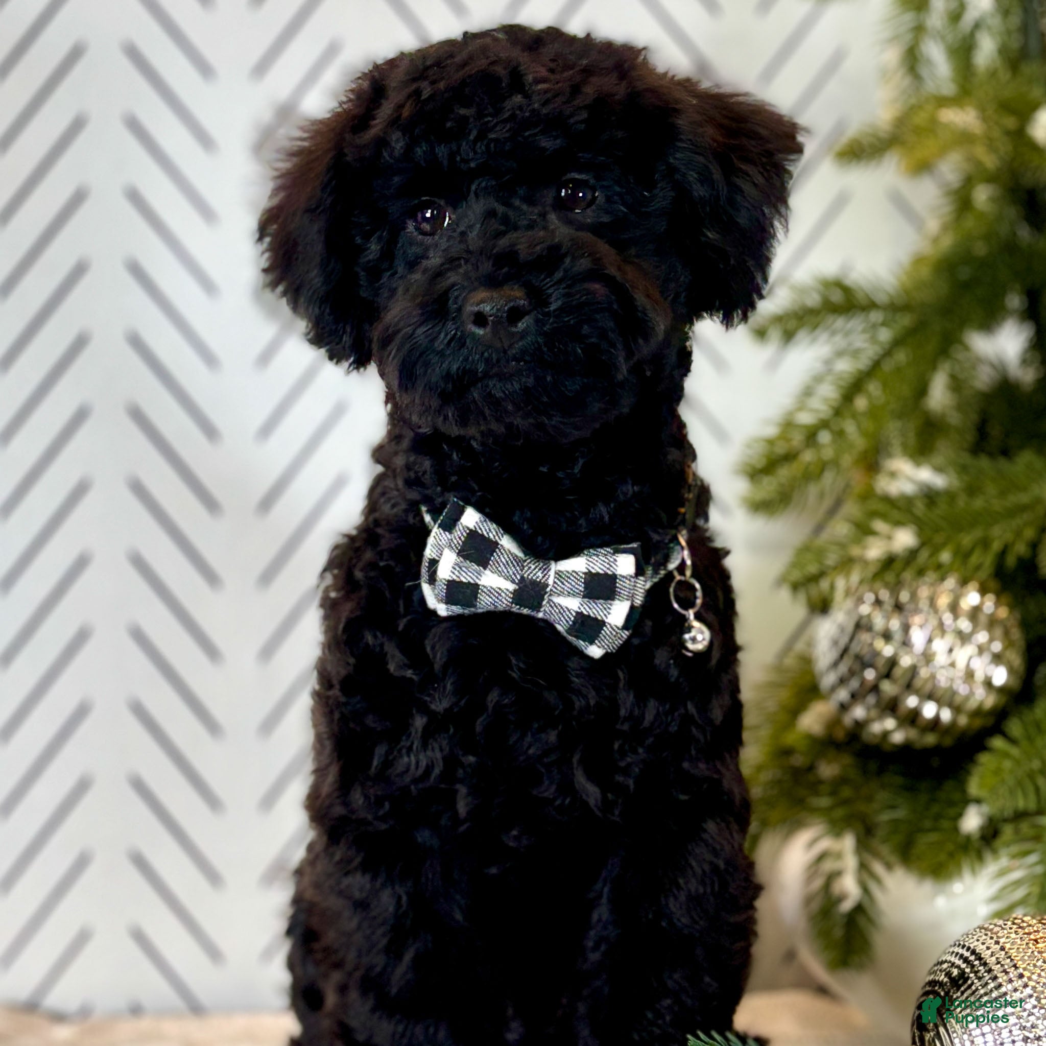 Toy Poodle dogs Smacker - Ad 17