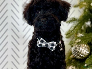 Toy Poodle dogs Smacker - Ad 17