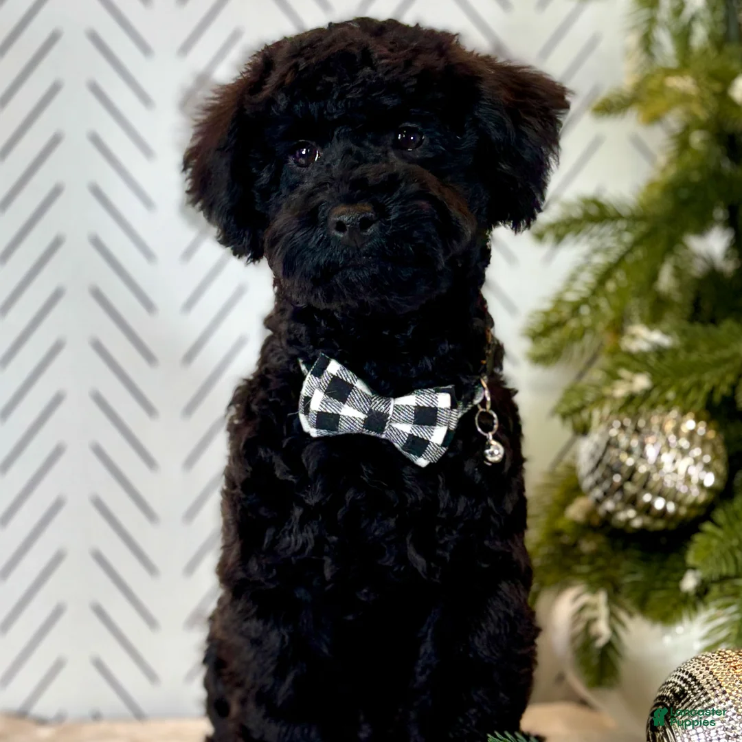 Toy Poodle dogs for sale: Smacker - Ad 6