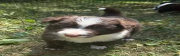 Border Collie dogs for sale: Skyla - Ad 4